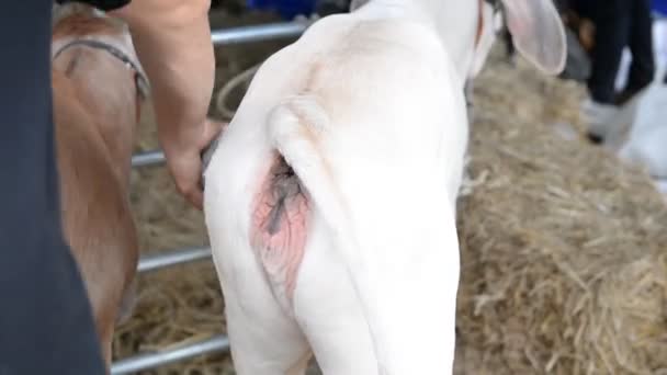 Perto Vacas Fazenda Conceito Agricultura — Vídeo de Stock