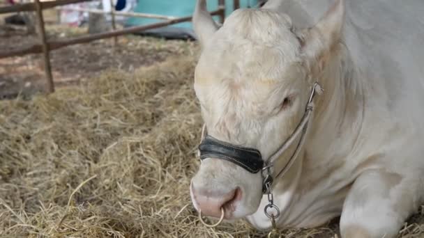 Perto Vacas Fazenda Conceito Agricultura — Vídeo de Stock