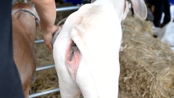 Nahaufnahme Der Kühe Auf Dem Hof Landwirtschaftliches Konzept — Stockvideo