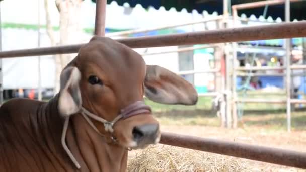 農場での牛の飼育や農業の概念を — ストック動画