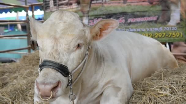 Perto Vacas Fazenda Conceito Agricultura — Vídeo de Stock