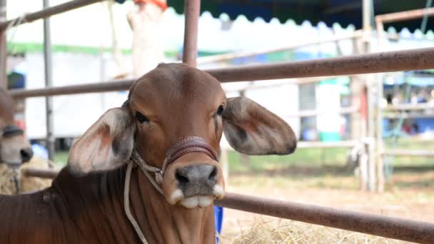 Perto Vacas Fazenda Conceito Agricultura — Vídeo de Stock