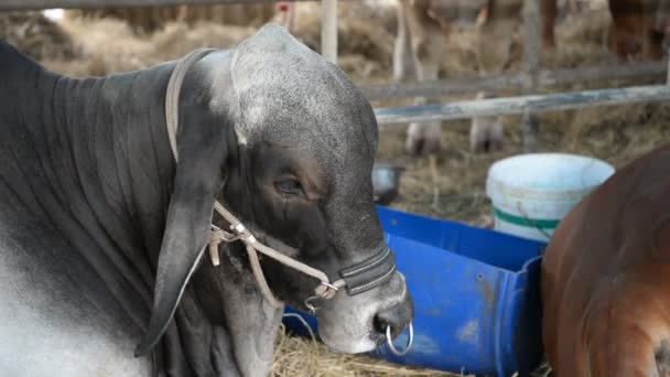 Nahaufnahme Der Kühe Auf Dem Hof Landwirtschaftliches Konzept — Stockvideo
