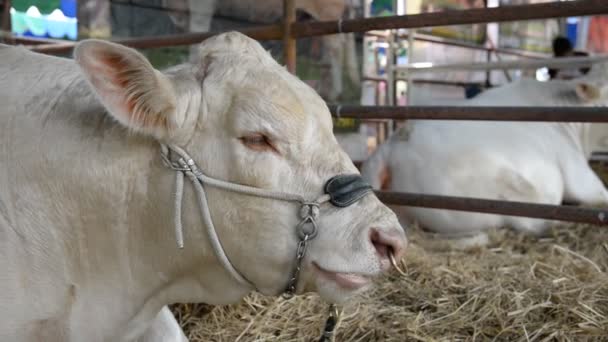 Perto Vacas Fazenda Conceito Agricultura — Vídeo de Stock