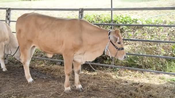 Primo Piano Delle Vacche Azienda Concetto Agricoltura — Video Stock