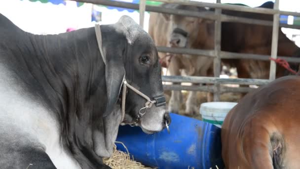 Primo Piano Delle Vacche Azienda Concetto Agricoltura — Video Stock