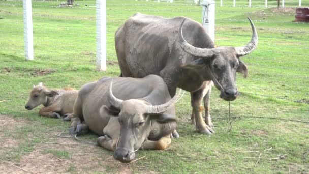 vue des animaux dans les terres agricoles pendant la journée 