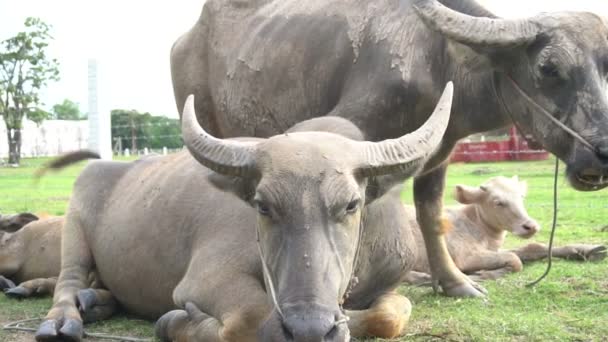 Blick Auf Tiere Ackerland Bei Tag — Stockvideo