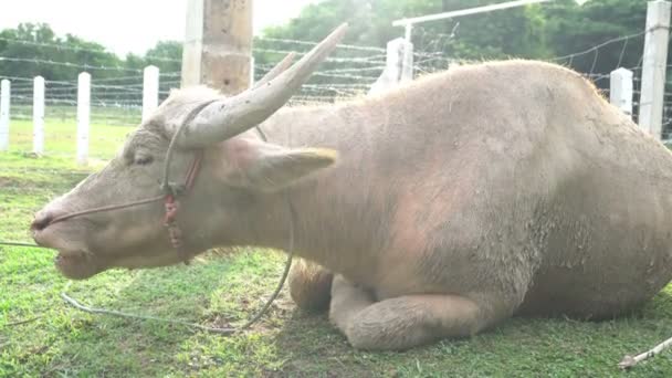 Vista Animales Tierras Cultivo Durante Día — Vídeos de Stock