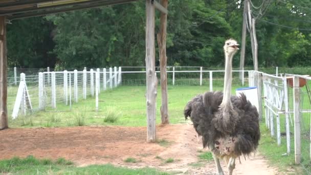 Uitzicht Struisvogel Landbouwgrond Overdag — Stockvideo