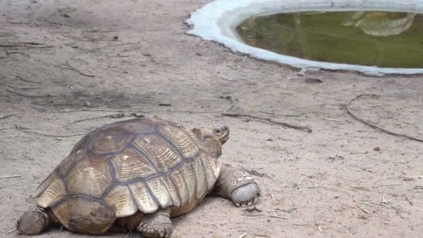 動物園の亀 野生の爬虫類の概念 — ストック動画