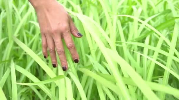 Mano Femenina Verde Prado Herboso Vídeo — Vídeos de Stock