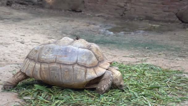 Черепахи Зоопарку Концепція Дикої Рептилії — стокове відео