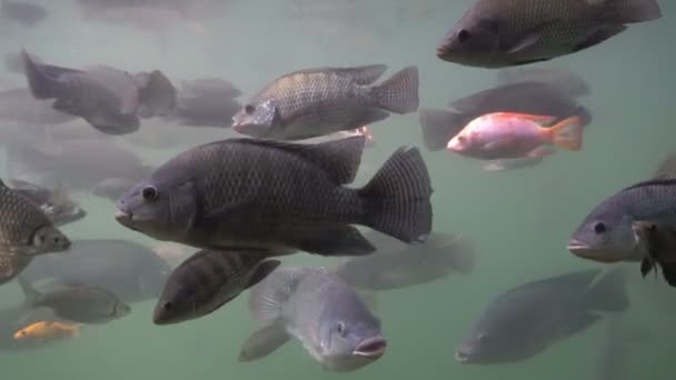 Peces Agua Mar Azul — Vídeos de Stock