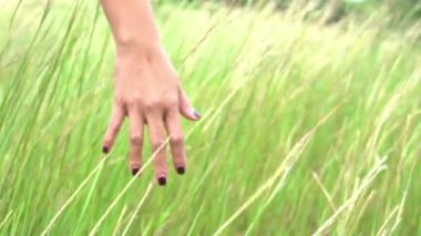 Kadın eli ve yeşil çayır, video. 