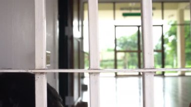 Demir hapishanede çaresiz bir adamın elleri, esir konsepti, Tayland halkı, özgür olmayı umut ediyor..