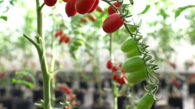 İtalyan domatesleri çiftlikte, tarım konsepti 