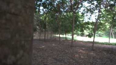 Zombi suratlı Asyalı kadın portresi. Açık hava, korku sahnesi, Cadılar Bayramı konsepti.