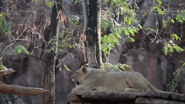 Vista Del León Zoológico Concepto Animal Salvaje — Vídeo de stock