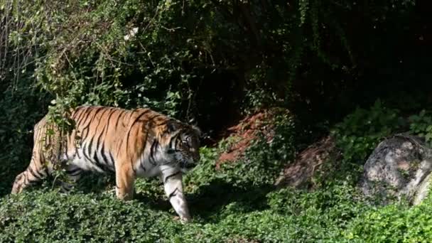 Vista Del Tigre Zoológico Concepto Animal Salvaje — Vídeos de Stock