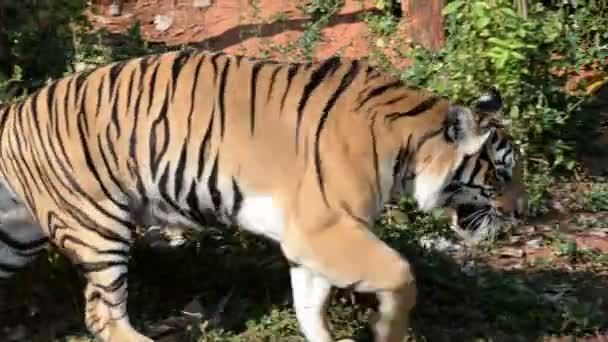 Vista Tigre Zoológico Conceito Animal Selvagem — Vídeo de Stock