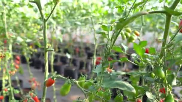 Tomates Italianos Explotación Agrícola Concepto Agrícola — Vídeos de Stock