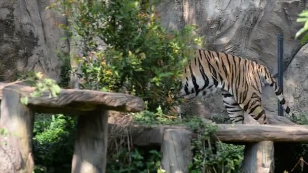 Vista Del Tigre Zoológico Concepto Animal Salvaje — Vídeo de stock