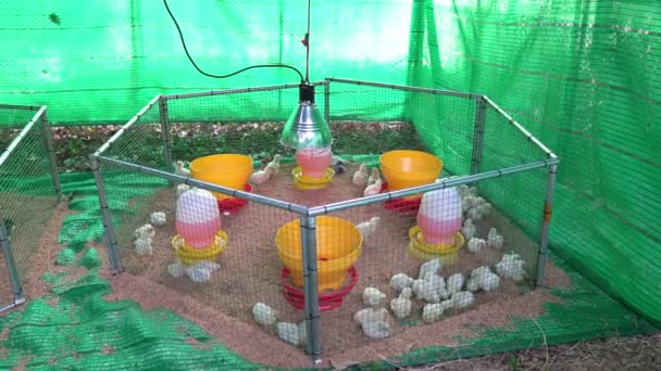 Gazdaságokban Ketrecben Tartott Csirkék Kilátása — Stock videók