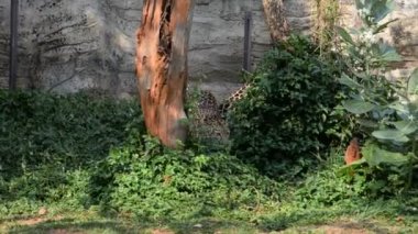 Hayvanat bahçesindeki leopar manzarası, vahşi hayvan kavramı 