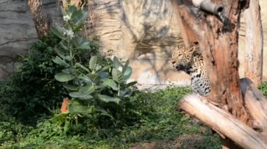 Hayvanat bahçesindeki leopar manzarası, vahşi hayvan kavramı 