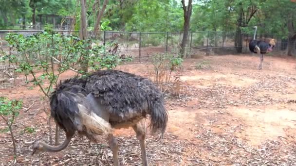 View Ostriches Zoo Wild Animal Concept — Stock Video