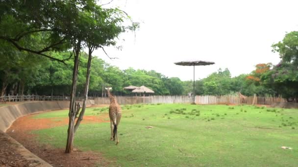 Widok Trawnika Zieloną Trawą Zoo Dzikimi Zwierzętami Spacerującymi Żywiącymi Się — Wideo stockowe
