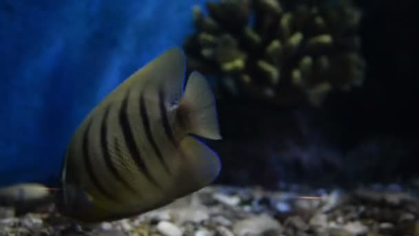 Kilátás Egzotikus Halak Úszás Akváriumban — Stock videók
