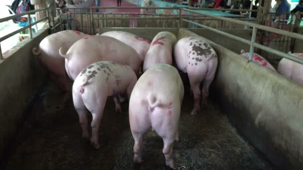 Πολλά Γουρούνια Στο Κλουβί Της Φάρμας — Αρχείο Βίντεο
