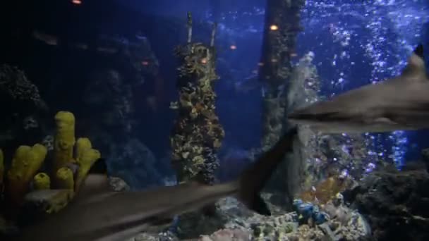 vue des poissons exotiques nageant dans l'aquarium  