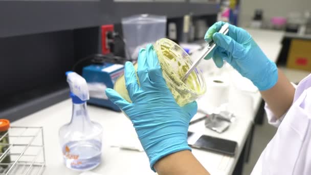 Close Female Scientist Working Laboratory — Stock Video