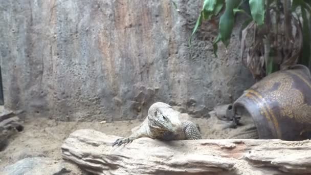 Close Varanus Komodoensis Zoo Wild Reptile Concept — Stok Video