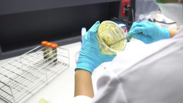 Zbliżenie Kobiety Naukowiec Pracuje Laboratorium — Wideo stockowe
