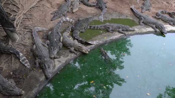 动物园池塘边鳄鱼的近身活动 — 图库视频影像