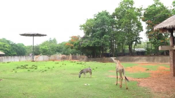 View Lawn Green Grass Zoo Wild Animals Walking Feeding Daytime — Stock Video