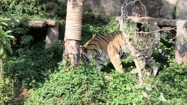 Hayvanat Bahçesindeki Kaplan Manzarası Vahşi Hayvan Konsepti — Stok video