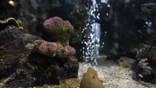 Uitzicht Exotische Vissen Zwemmen Aquarium — Stockvideo