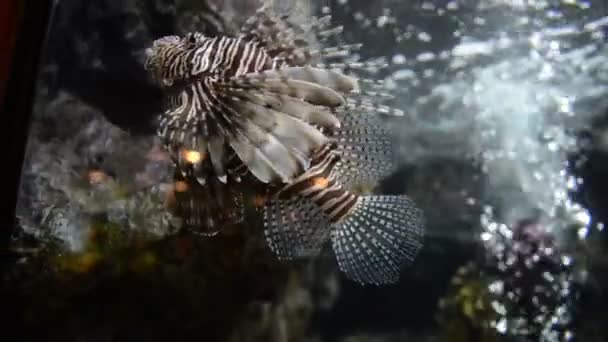 Вид Экзотических Рыб Плавающих Аквариуме — стоковое видео