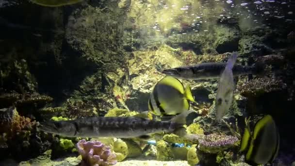 Uitzicht Exotische Vissen Zwemmen Aquarium — Stockvideo