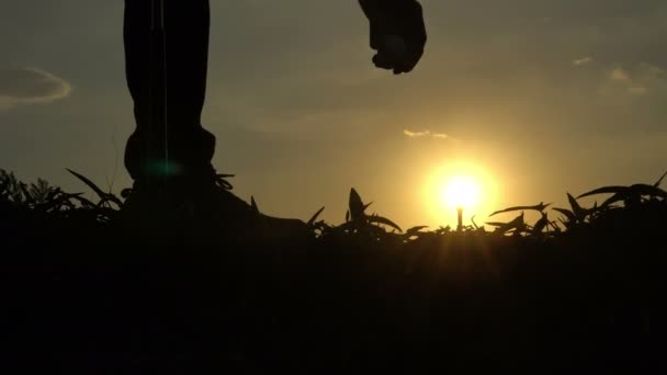 Güzel Günbatımında Golf Oynayan Asyalı Golfçünün Silueti — Stok video