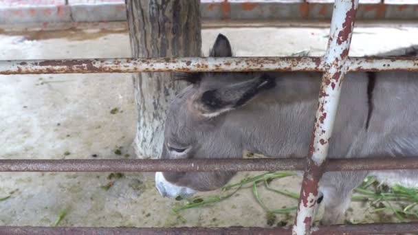 View Donkeys Zoo Wild Animals Concept — Stock Video