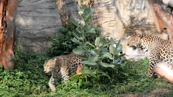 Hayvanat Bahçesindeki Leopar Manzarası Vahşi Hayvan Kavramı — Stok video