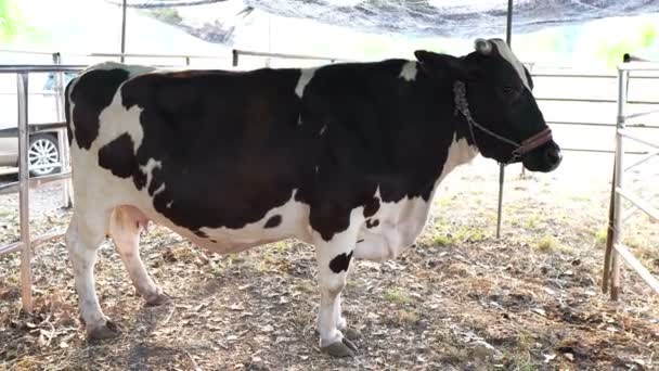 Μαυρόασπρη Αγελάδα Στο Αγρόκτημα — Αρχείο Βίντεο