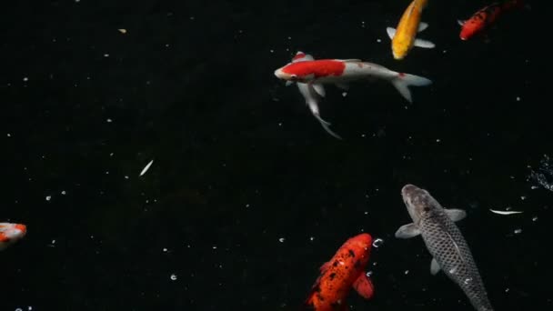 Vue Des Poissons Exotiques Nageant Dans Aquarium — Video