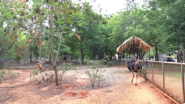 Widok Strusia Zoo Koncepcja Dzikich Zwierząt — Wideo stockowe